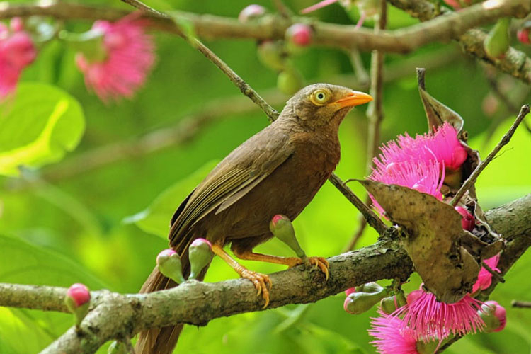 1721880432kitulgala-bird-watching-5