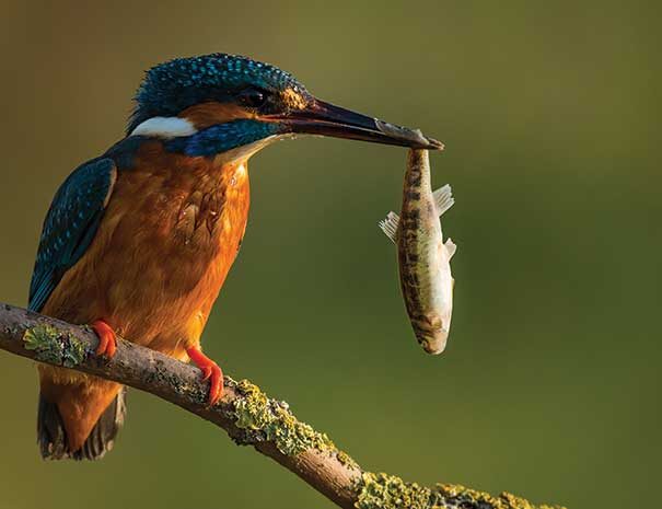 birdwatching-srilanka3-605×465