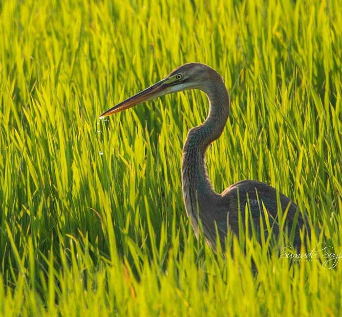 purple-heron-in-anawilundawa